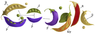 A rough example of how the genetics work in peas to create a red-podded pea.