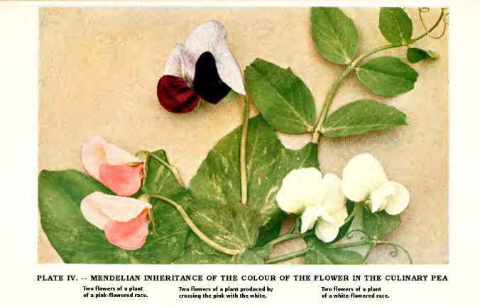Mendelian Inheritance Of The Colour OF The Flower In The Culinary Pea