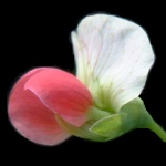 Salmon-flowered, pink, pink-and-white pea flower