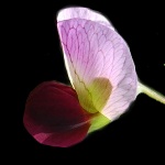 Bicolour Purple pea flower