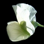 white pea flower